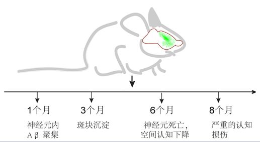 动物模型