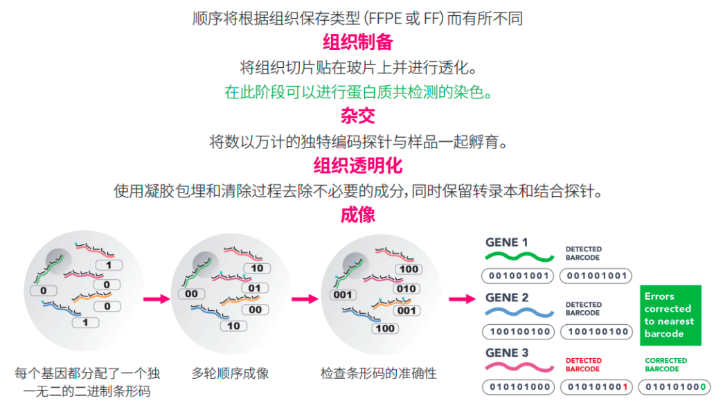 领先的空间转录组技术