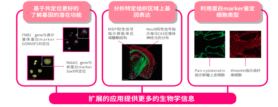 领先的空间转录组技术